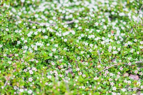 Narrow depth of field effect on  white flowers in a garden Foto stock