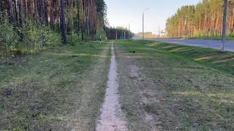 A narrow dirt path between a pine forest and a paved road Stock Footage 334067945