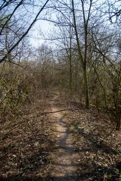 Narrow dirt path in a dense forest Stock Photos