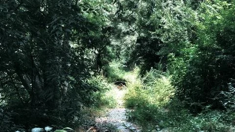 Narrow Dirt Path Leading into a Dense Green Forest Stock-Fotos