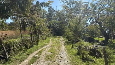 Narrow Dirt Path Leading Through Tropical Forest, Wamena Papua Indonesia Stock Photos