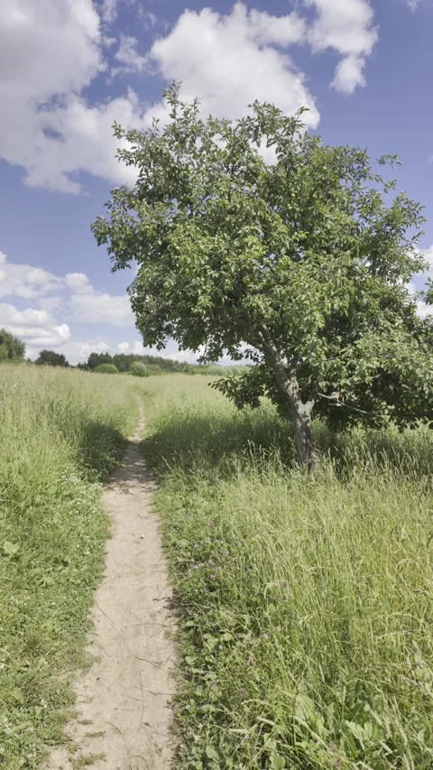 A narrow dirt path leads through a green grassy field toward a leafy tree. Stock Footage 338404503