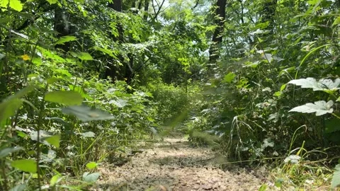 Narrow Dirt Path in Lush Green Forest Overgrown with White Fallen Petals Stock Footage 339279176