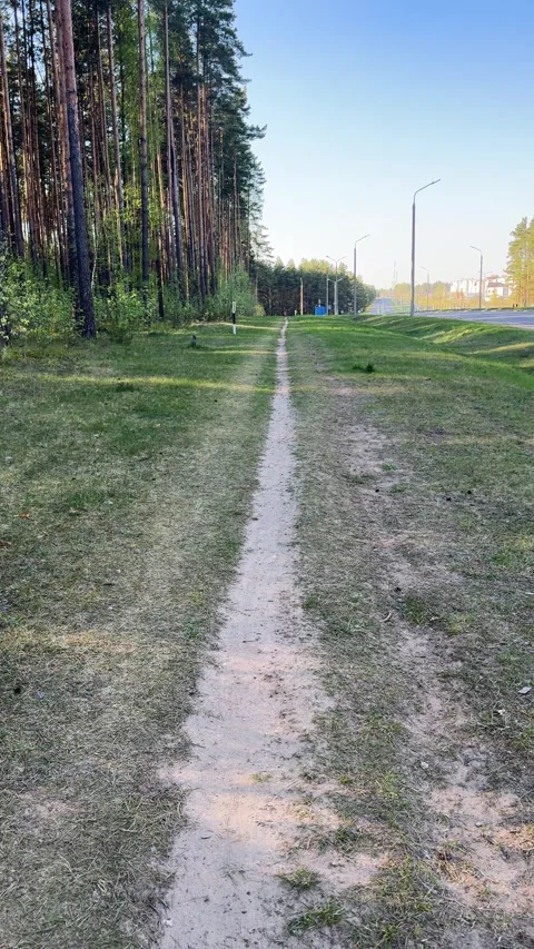 A narrow dirt path running through a grassy roadside next to a pine forest Stock Footage 334628691