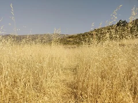 Narrow dirt path running through a field of tall, dry, golden grasses Stock Photos
