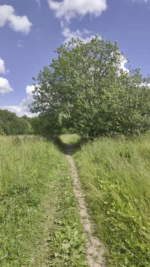 A narrow dirt path runs through high green grass. Stock Footage 338404442