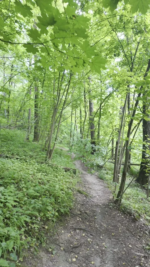 A narrow dirt path slopes down through a dense green forest. Stock Footage 338404647