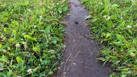 A narrow dirt path surrounded by lush green grass and white clover flowers  Vídeo Stock 339096972
