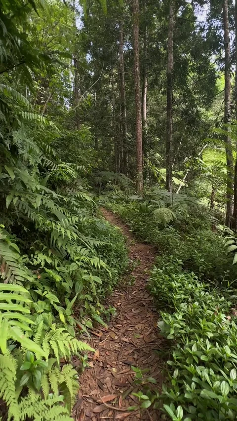 Narrow Dirt Path Through Dense Tropical Forest, Walking Forward, Vertical POV Stock Footage 324070412