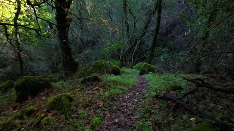 Narrow, Dirt Path Through A Dense Forest With Mossy Rocks In Del Valle Regional Video stock 331041669
