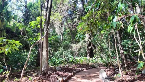 Narrow Dirt Path Through Lush Tropical Forest with Sunlight Vídeos de archivo 334664088