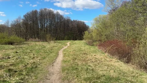 A narrow dirt path through a spring meadow and forest under a blue sky Vídeo Stock 333593329