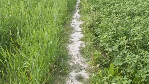 Narrow Dirt Path Through Vibrant Green Summer Fields Stockbeeldmateriaal 331765449