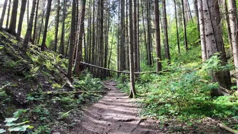 Narrow dirt path winding through dense pine forest with fallen trees and green Stock Footage 319475548