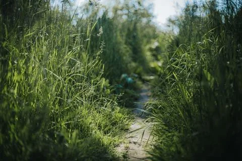 Narrow dirt path winding through tall green grass and wildflowers under a c.. Stock-Fotos
