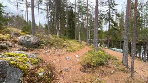 Narrow dirt path winds among tall pine birch trees small reflective pond simple Stock Footage 327623886