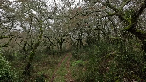 A narrow dirt path winds through an ancient, misty forest Stock Footage 346291957