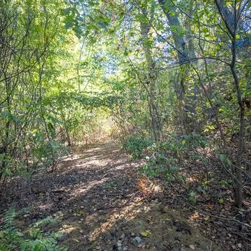 A narrow dirt path winds through a sunlit forest with tall trees and fallen.. Stock Photos