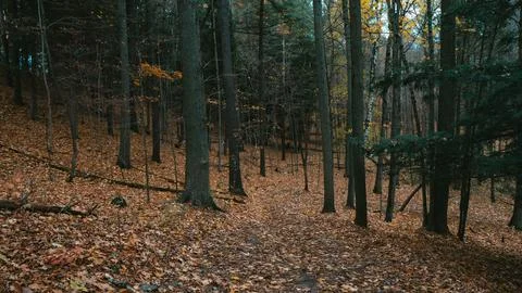 A Narrow Dirt Path Winds Through A Quiet, Autumn Woods 스톡 사진