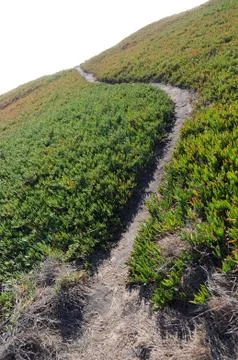 Narrow dirt pathway going through green ice plant off into the horizon with w Stock Photos