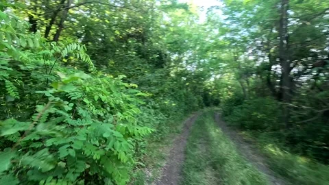 Narrow dirt road surrounded by dense trees on sunny summer day. Stock Footage 337203850