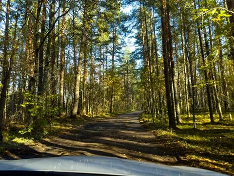 Narrow Dirt Road Through a Sunlit Autumn Forest in Karelia Foto stock
