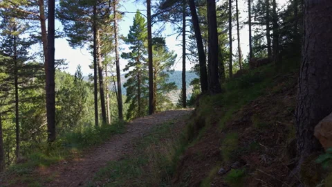 Narrow dirt trail winds through a pine forest on a rocky hillside in the Vídeos de archivo 342478339