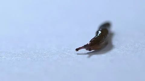 Narrow DOF macro close-up: Small slug glides toward camera, isolated Stock Footage 319973190