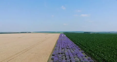 Narrow Field Of Lavender Between Corn And Wheat Fields In Countryside. - Stock Footage 156727102