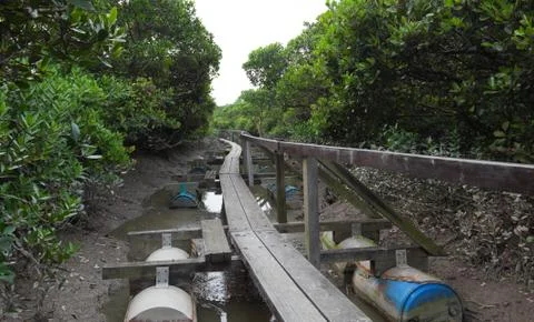 Narrow floating winding timber path. mai po. hong kong. Stock Photos