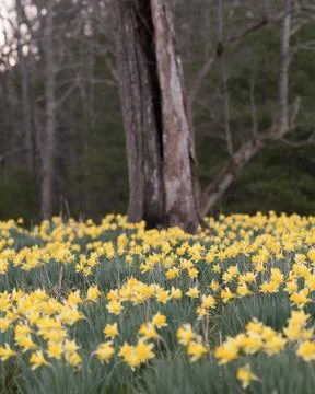 Narrow Focus of Daffodil Patch and Old Tree Foto stock