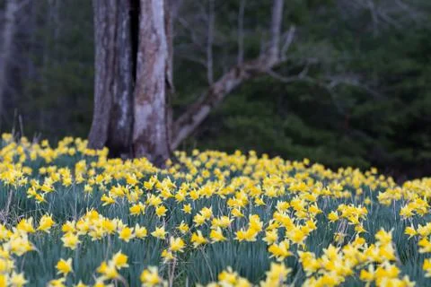 Narrow Focus of Daffodil Patch Fotos de archivo