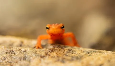Narrow Focus On The Eyes Of A Red Eft In Shenandoah Stock Photos