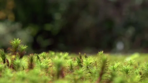 Narrow focus ground level closeup detail of vivid green moss on ground 動画素材 326025858