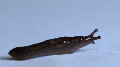 Narrow focus macro: Small slug full frame, white background copy space Stock Footage 319851283
