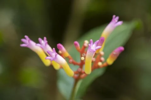 Narrow focus, tiny pink and yellow flowers Stock Photos