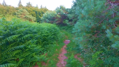 Narrow foot path through fern bushes in green forest in Ireland Stock Footage 340436374