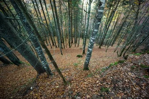 Narrow foot path through forest in autumn Stock Photos