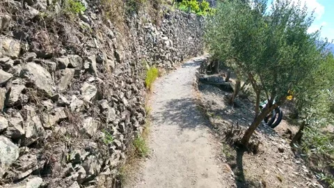 Narrow footpath beside terraced stone wall and olive trees. Hiking in Cinqu.. Stock Footage 345614249