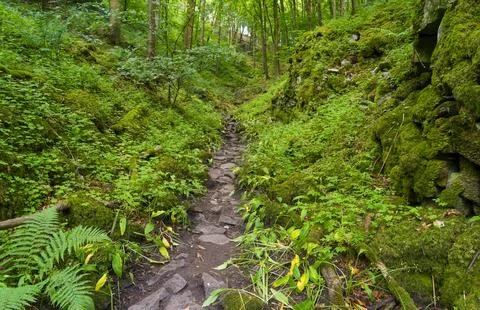 Narrow footpath between moss covered bouldes in a Derbyshire woodland. Foto stock