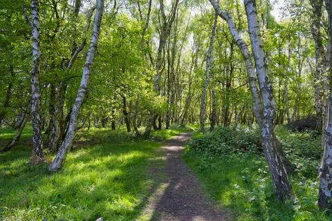 Narrow footpath between tall Silver Birch trees on a bright spring morning 스톡 사진