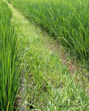 Narrow footpath cutting through dense green rice fields, leading into the Foto stock