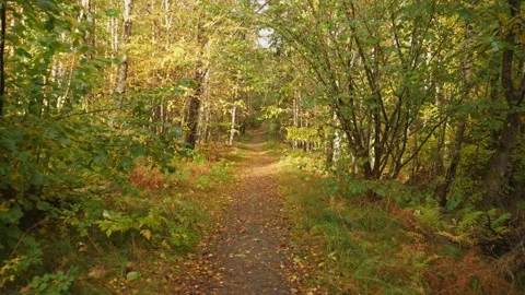 Narrow Footpath Early Fall in Deciduous Forest, Dolly Gimbal Walk, POV Stock Footage 227319848