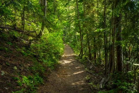 Narrow footpath in the forest Foto stock
