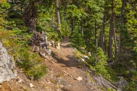 Narrow footpath in the forest Stock Photos