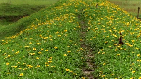 Narrow footpath through blooming yellow wildflowers Stockbeeldmateriaal 337928902