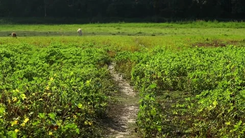 Narrow Footpath Through Green Meadow with Grazing Cattle Stock Footage 327608954
