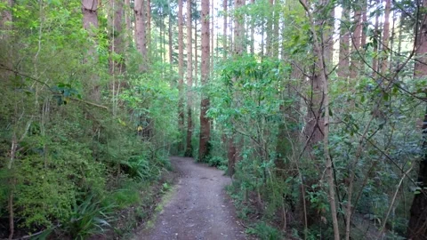 A narrow forest footpath Stock Footage 326910537