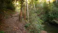 narrow forest hiking trail steep drop off to creek 4k or 4k+ Resolution