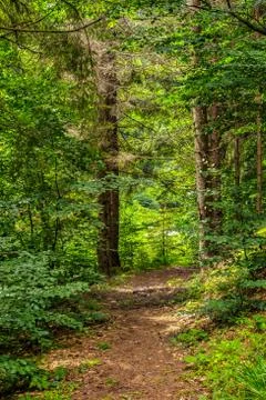 Narrow forest path in a coniferous forest Stock Photos